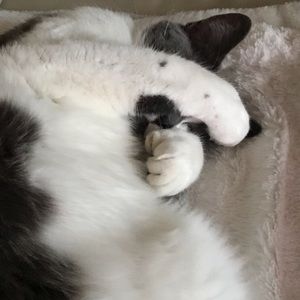 Meet your Posher, Anne